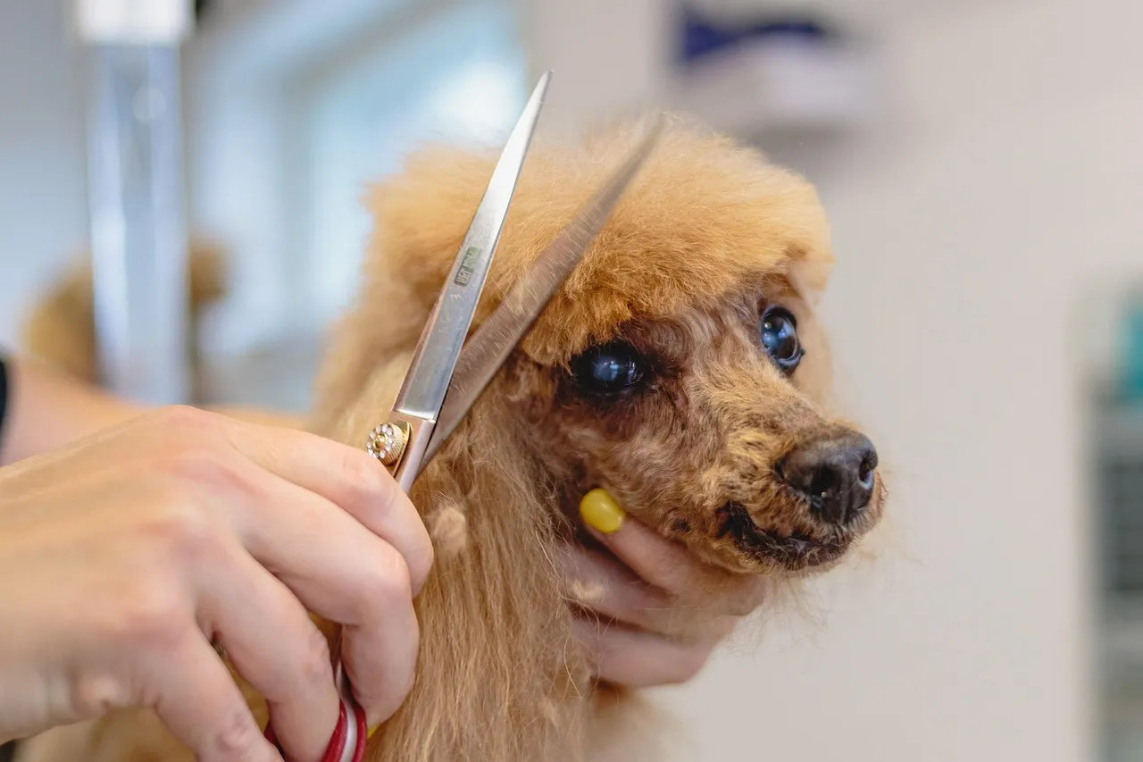 A freshly groomed dog